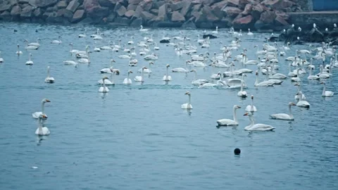 Swans chasing each other Video stock 270267079