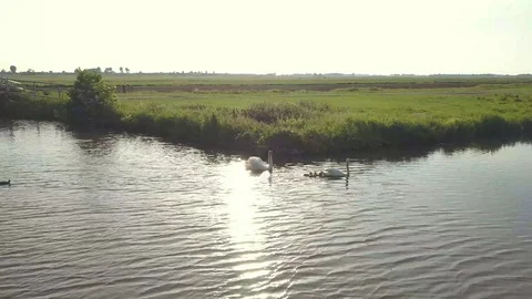 Swans with chick Backlight Stock Footage 126595757