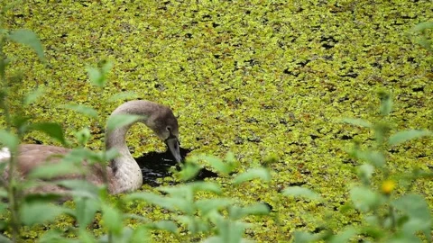 Swan's chick feeds in the old lake in the old lake. Stock Footage 174357104