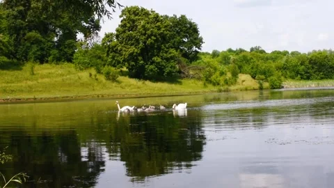 Swans with chicks Stock Footage 248216847