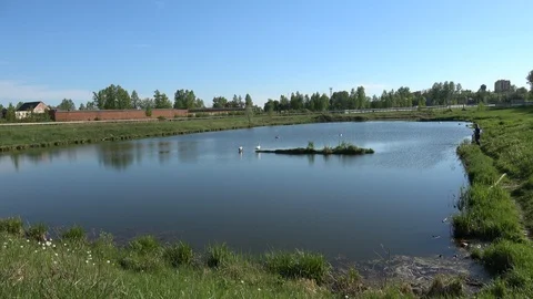 Swans in the city Stock Footage 101436670