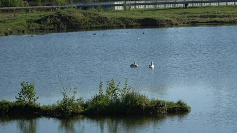 Swans in the city Stock Footage 101436693