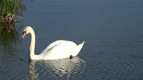 Swans in the city Stock Footage 101436804