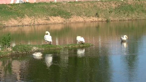 Swans in the city Stock Footage 101436868