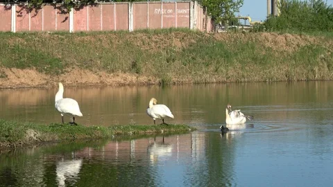 Swans in the city Stock-Footage 101436941