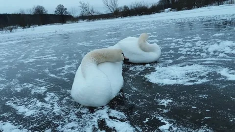 Swans clean their feathers Stock Footage 234310201