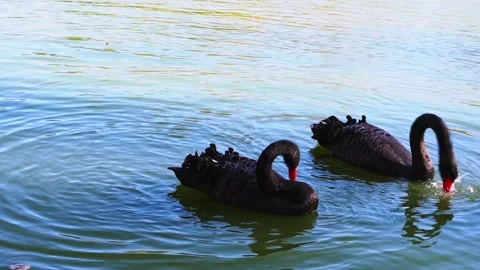 Swans clean their feathers while swimming in the pond. Stock Footage 222892326