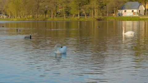 Swans cleaning themselves in the evening 스톡 동영상 89426562