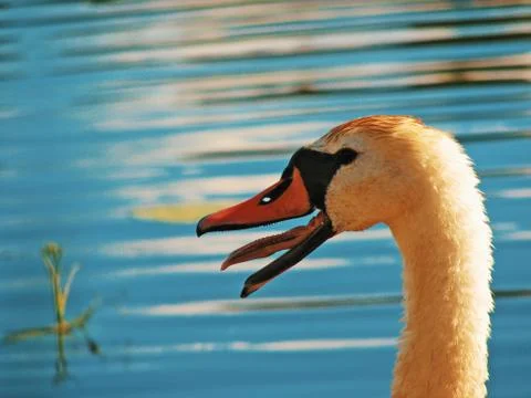 Swan's close up with open beak Foto stock