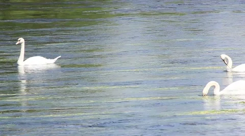 Swans close up River forth stirling Stock Footage 51837937