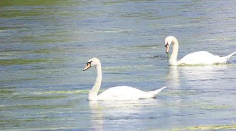 Swans close up  river forth Stirling Stock Footage 51839199