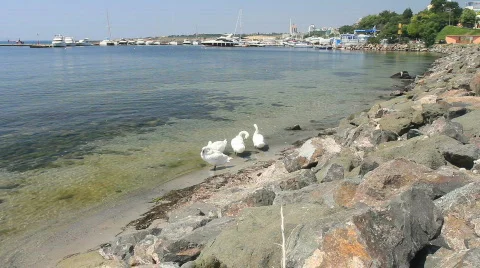 Swans on the Coast Video stock 793528