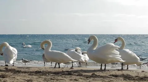 Swans on the coast Video stock 68177641