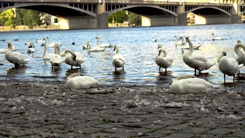 Swan's on coast Video stock 225402595