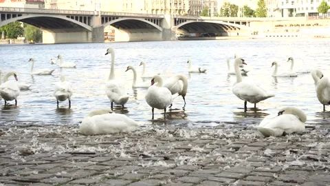 Swan's on coast Stock Footage 225402620