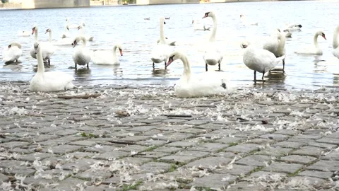 Swan's on coast Video stock 225402664
