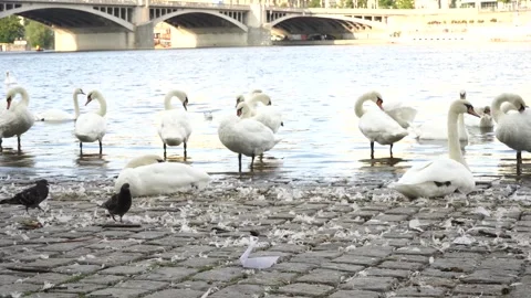 Swan's on coast Stock Footage 225403264