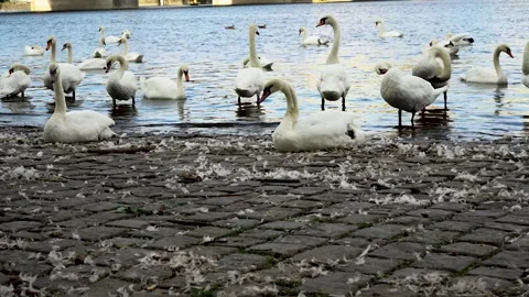 Swan's on coast Stock Footage 228844956