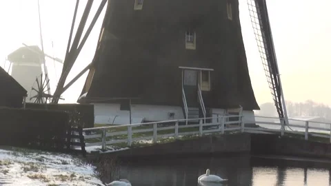 Swans in the cold morning next to the windmill Stock Footage 153886993