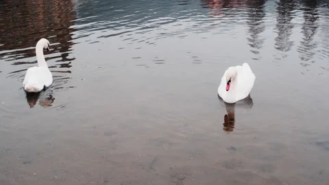 Swans communicating with tail and head on the vltava river at winter Stock Footage 142481731