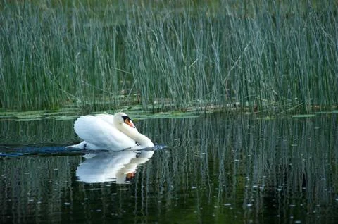 Swans Cong Stock-Fotos