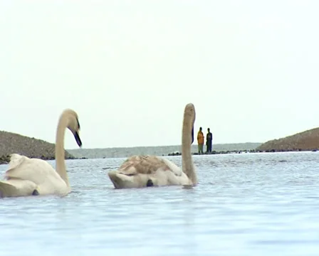 Swans with couple in background Stock Footage 32529474