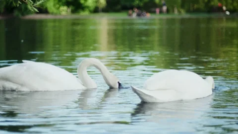 Swans couple diving and emerging at the same time in an idyllic lake Stock Footage 142354388