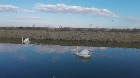 Swans couple Stock Footage 150060609