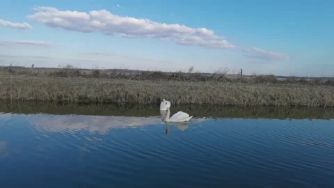 Swans couple Stock Footage 150060709