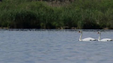 Swans couple In A Lake Stock Footage 72644351