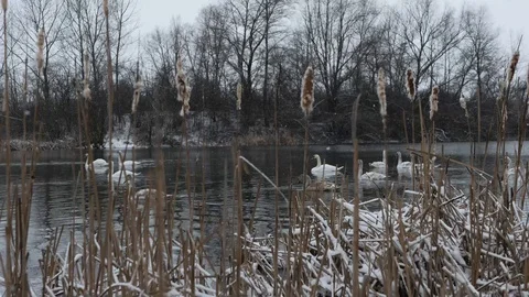 Swans crossing left to right at winter lake Stock Footage 85691753