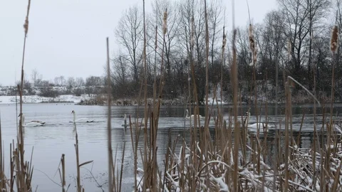 Swans crossing left to right at winter lake Stock Footage 85691776