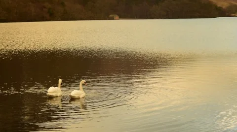Swans Crummoc feeding Video stock 46556897