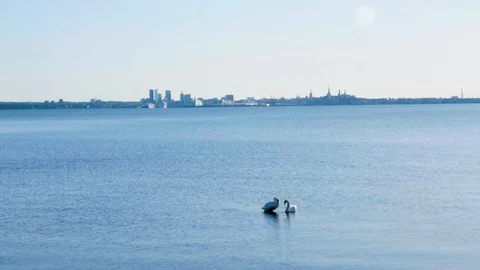 Swans cuddleat the sea Video stock 128125295