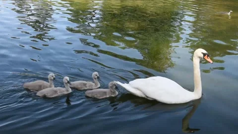 Swans with cygnets Stock Footage 131089244