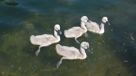 Swans with cygnets Stock Footage 131153276
