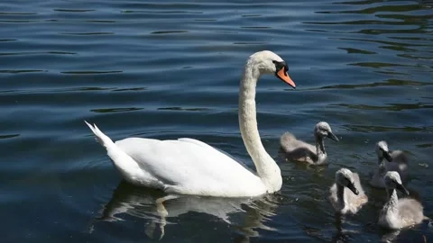 Swans with cygnets Stock Footage 131401044