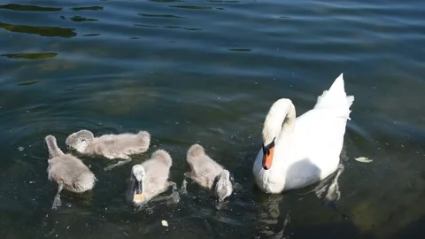 Swans with cygnets Stock Footage 131881217