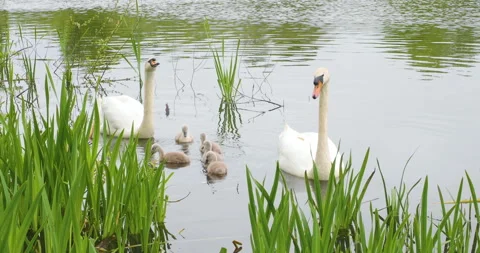 Swans with cygnets in a lake Stock Footage 154510882