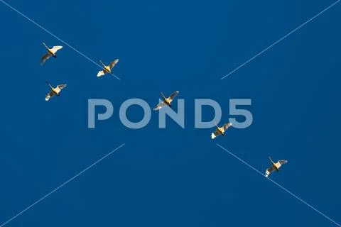 Swans (Cygnus) flying in formation, Klamath Basin National Wildlife Refuge Stock Photos