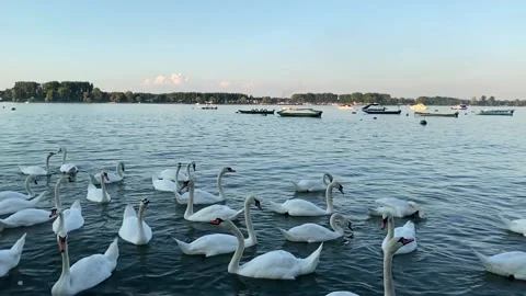 Swans' Dance in Slow Motion Stock Footage 135763499