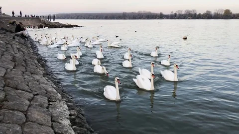 Swans on Danube Stockbeeldmateriaal 120514279