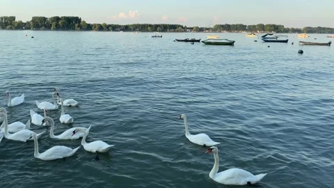 Swans on Danube Stock Footage 135763509