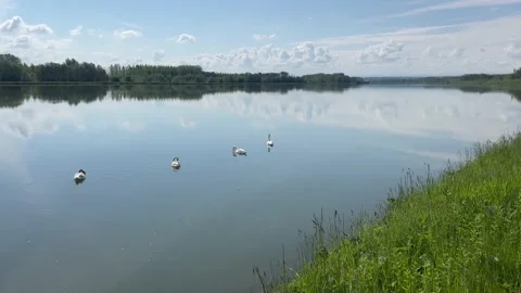 Swans at the danube river in austria Stock Footage 155260571