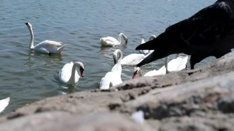 Swans on the Danube river Stock Footage 243904045