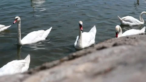 Swans on the Danube river Video stock 243904066