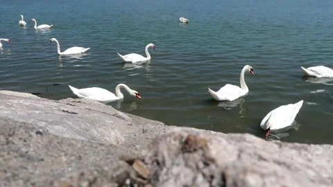 Swans on the Danube river Stock Footage 243904119