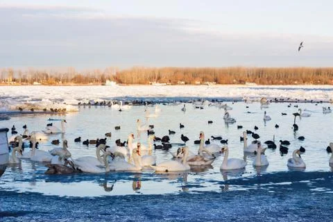 Swans on the Danube river 库存照片