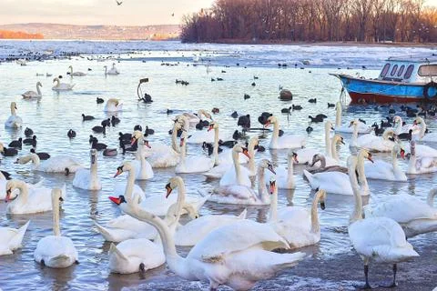 Swans on the Danube river 库存照片