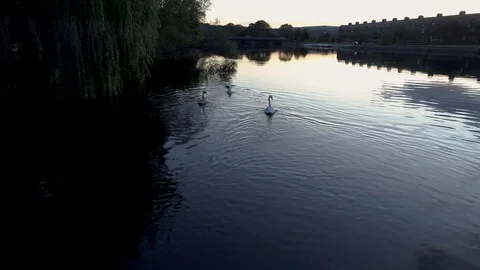 Swans on dark river at sunset Stock-Footage 122585903